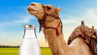 Camel milk is a superfood